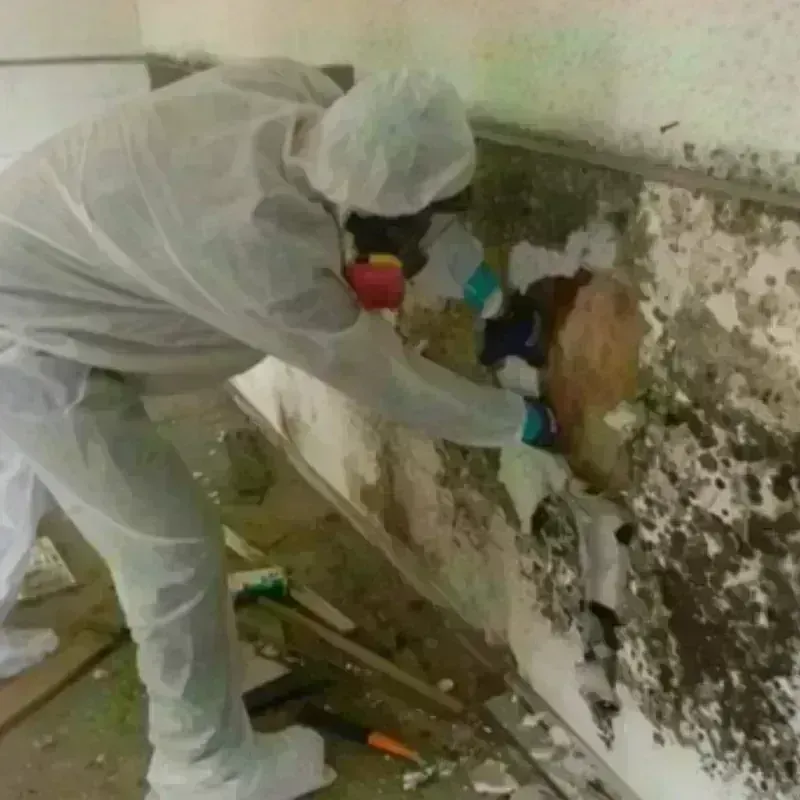 Mold Remediation and Removal in Ralls County, MO